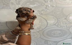 Cockapoo dogs for sale: Stunning litter of F1 Yankee doodles - Image 6