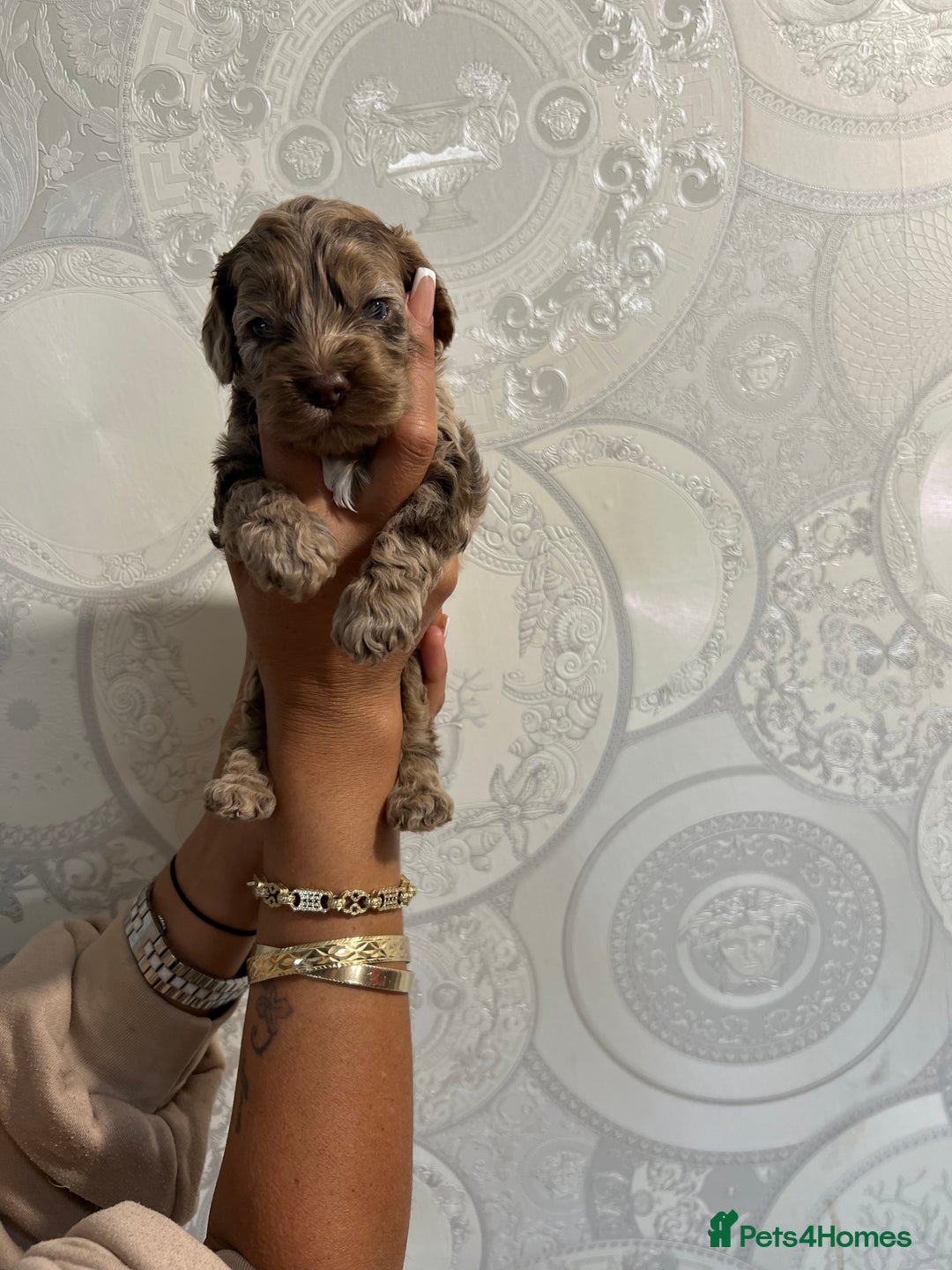 Cockapoo dogs for sale: Stunning litter of F1 Yankee doodles - Image 6