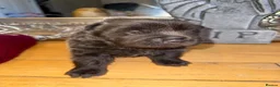 Shar Pei dogs for sale: FIRST CLASS 🏆 BEAR COAT SHARPEI BABIES 🌹 - Advert 7
