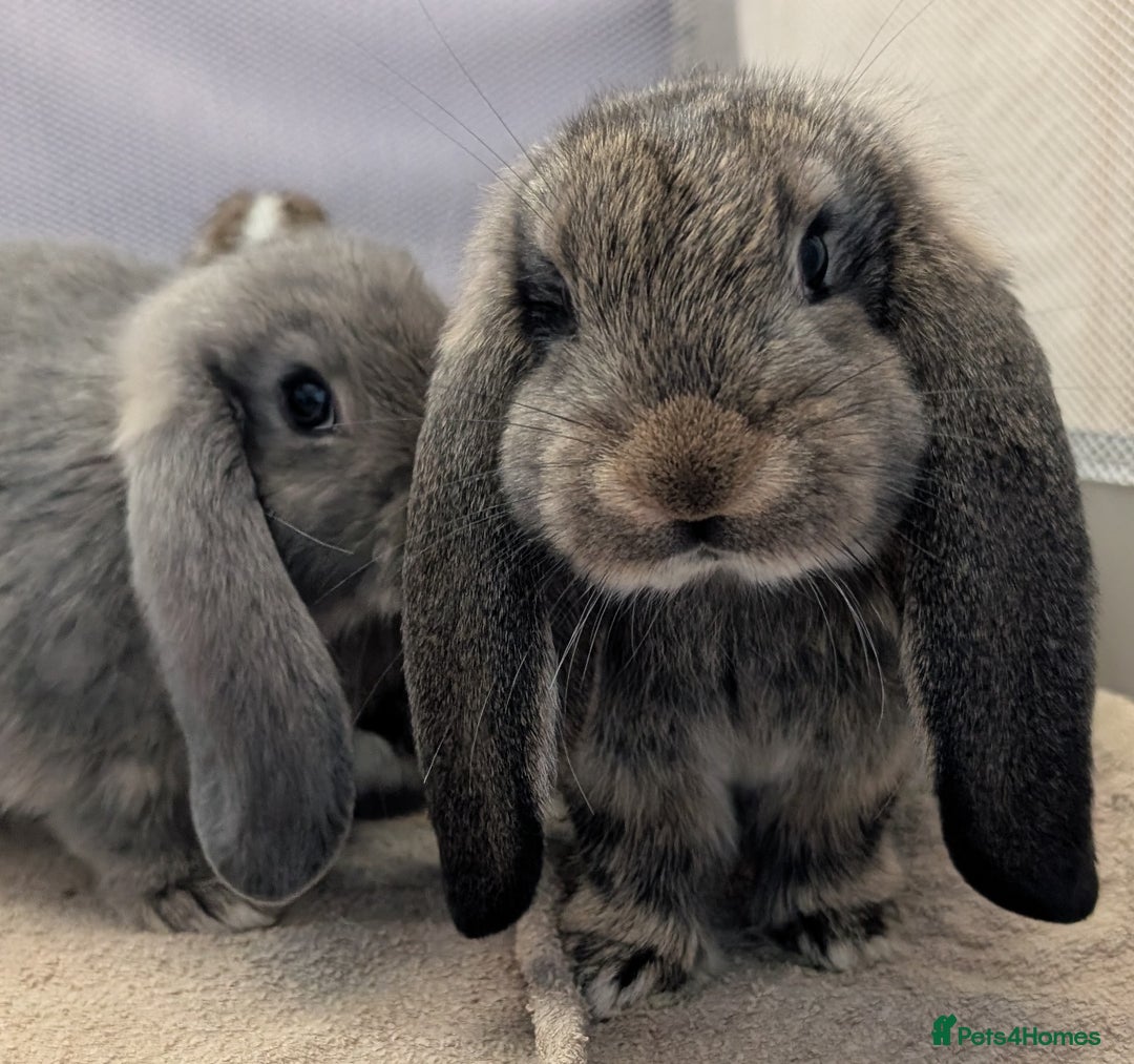 French Lop rabbits for sale: Beautiful Purebred French Lops For Sale - Image 6