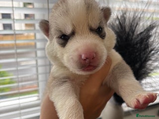 Siberian Husky dogs - Advert 2