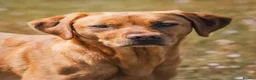 Labrador Retriever dogs for sale: KC Reg Fox Red Labrador Puppy - Advert 4