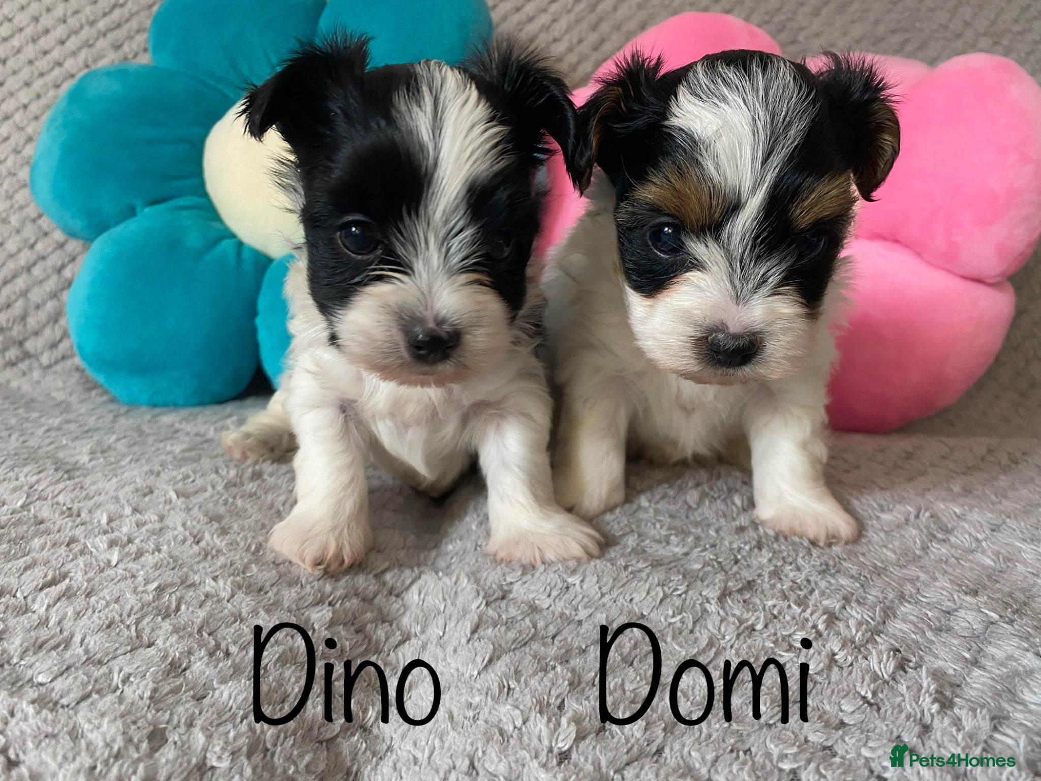 Yorkshire Terrier dogs Beautiful small Biewer Yorkshire Terrier Pedigree  - Advert 1