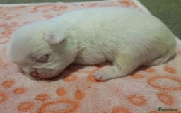 Pug dogs for sale: The “Dinosaur Litter”  - Image 2
