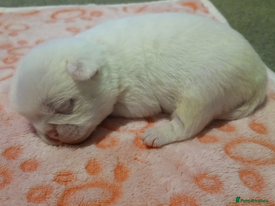Pug dogs for sale: The “Dinosaur Litter”  - Image 2