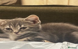 British Shorthair cats for sale: Charming British Shorthair-Siberian Mix kitten - Image 4