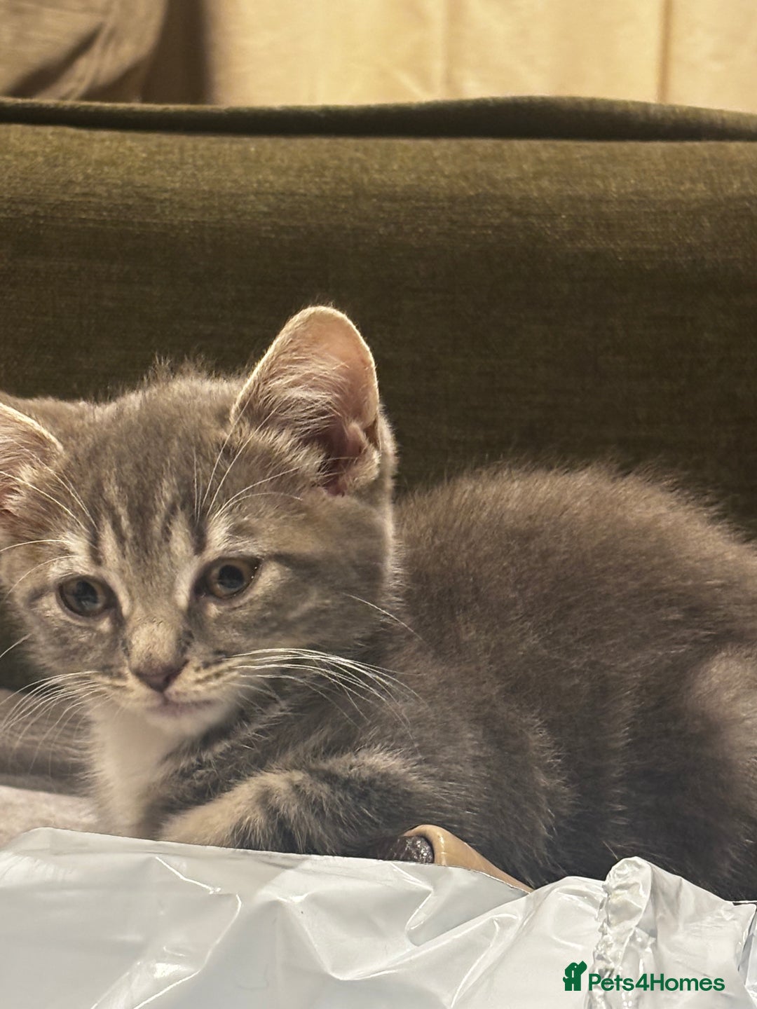 British Shorthair cats for sale: Charming British Shorthair-Siberian Mix kitten - Image 4