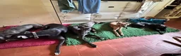 Mixed Breed dogs for sale: Whippet x 1/4 lurcher puppies for sale. - Advert 6