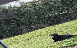 Labrador Retriever dogs for sale: KC Labrador puppies #READY TO LEAVE# - Image 16