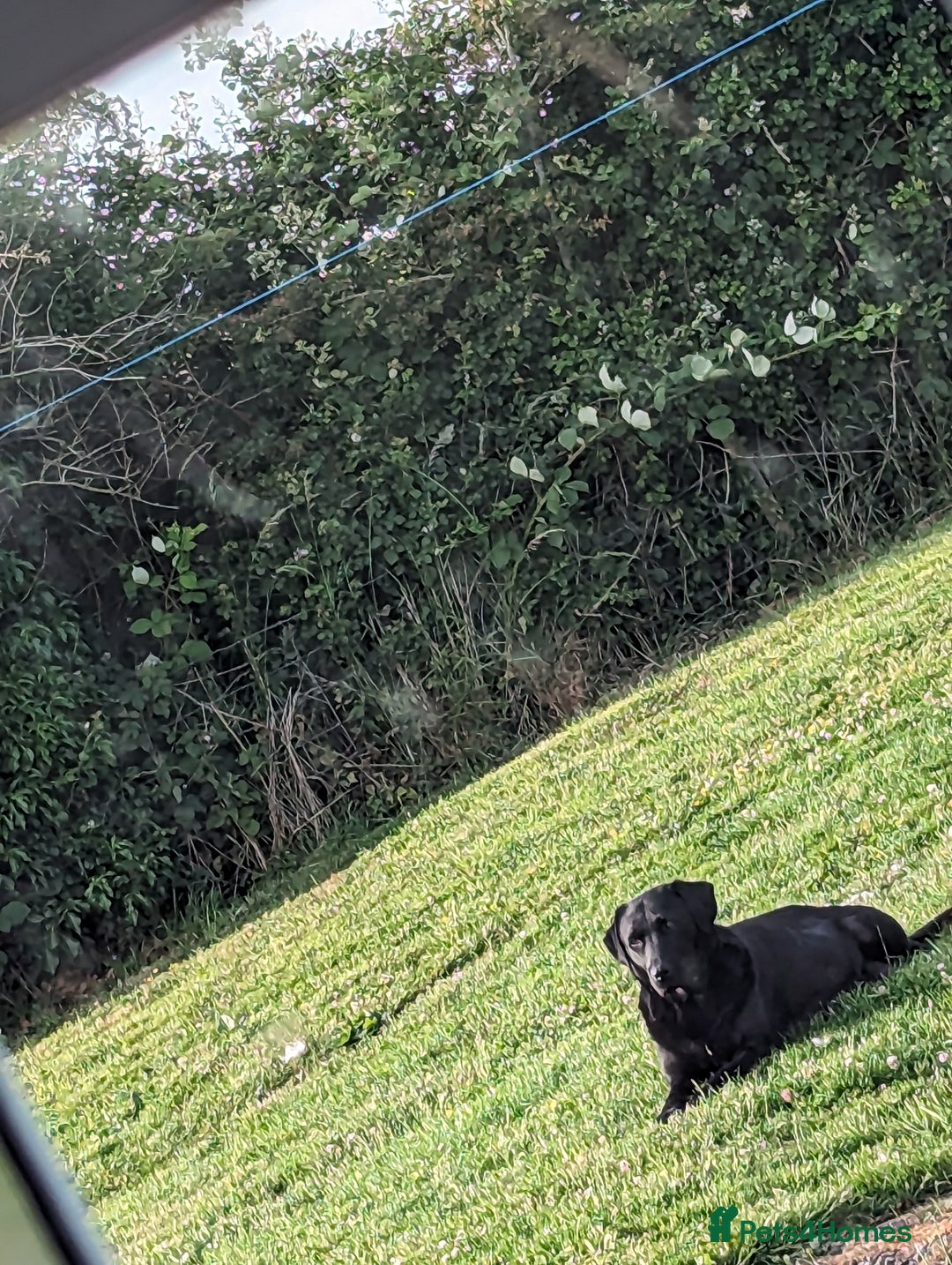 Labrador Retriever dogs for sale: KC Labrador puppies #READY TO LEAVE# - Image 16