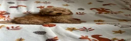 Maltipoo dogs for sale: Fully vaccinated Asian teddy face toy maltpoo🧸 - Advert 1