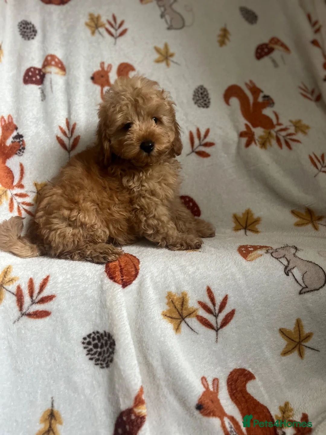 Maltipoo dogs for sale: Fully vaccinated Asian teddy face toy maltpoo🧸 - Advert 1
