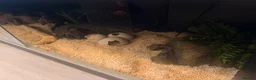 Corn Snake reptiles for sale: Corn snake x full setup - Advert 4