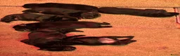 Labrador Retriever dogs for sale: Beautiful black lab puppies from strong kc lines - Advert 6