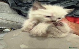 Brazilian Shorthair cats for sale: Boy and girl - Image 3