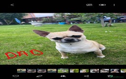 Chihuahua dogs for sale: Chihuahua puppies smooth coat - Image 12