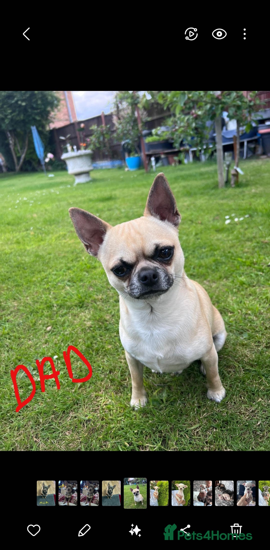 Chihuahua dogs for sale: Chihuahua puppies smooth coat - Image 12