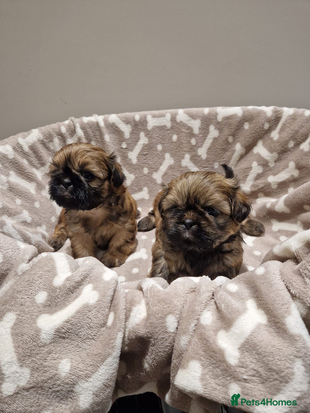 Shih Tzu dogs for sale: Shih Tzu Puppies - Advert 6