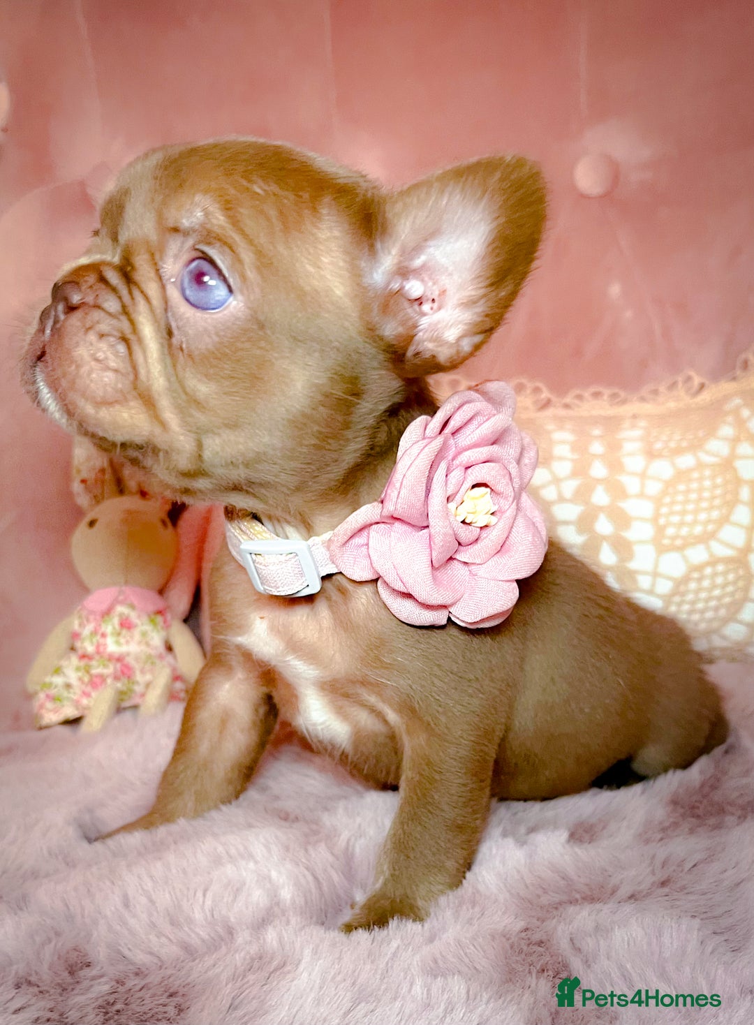 French Bulldog dogs for sale: 🌸Isabella,Rojo,Lilac,Blue,Chocolate🌸 - Advert 3