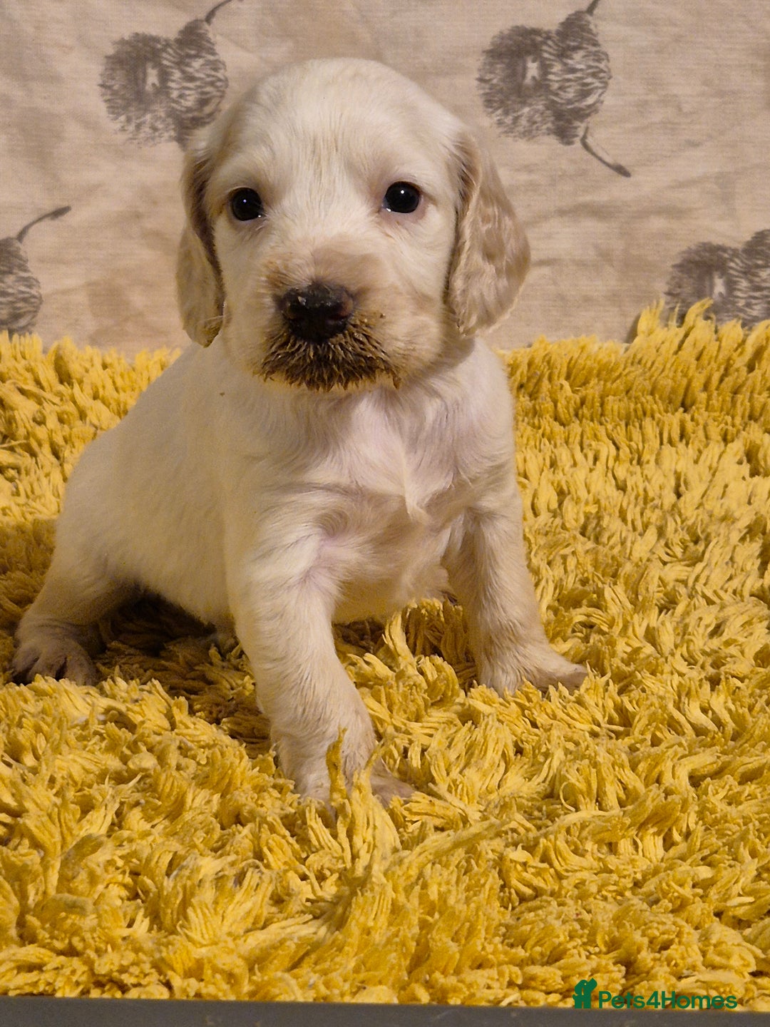 Cocker Spaniel dogs for sale: Cocker spaniel puppies  - Image 8