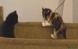 Mixed Breed cats for sale: Ragamuffin mix kittens  - Image 10