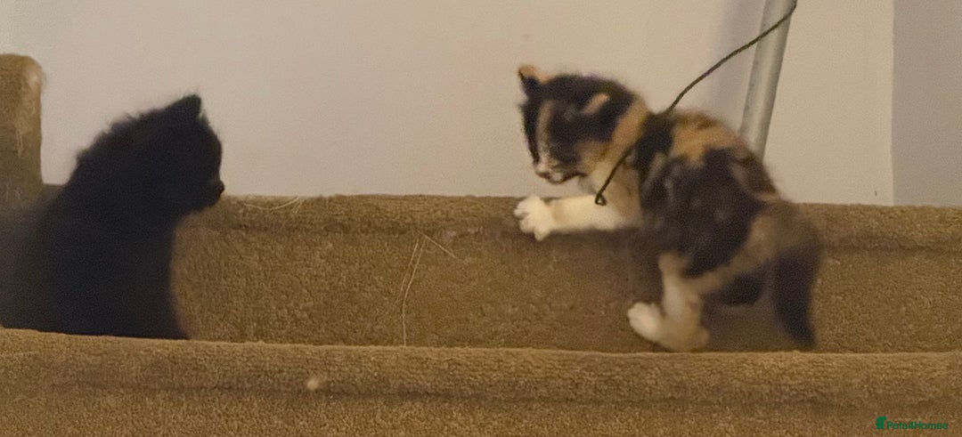 Mixed Breed cats for sale: Ragamuffin mix kittens  - Image 10