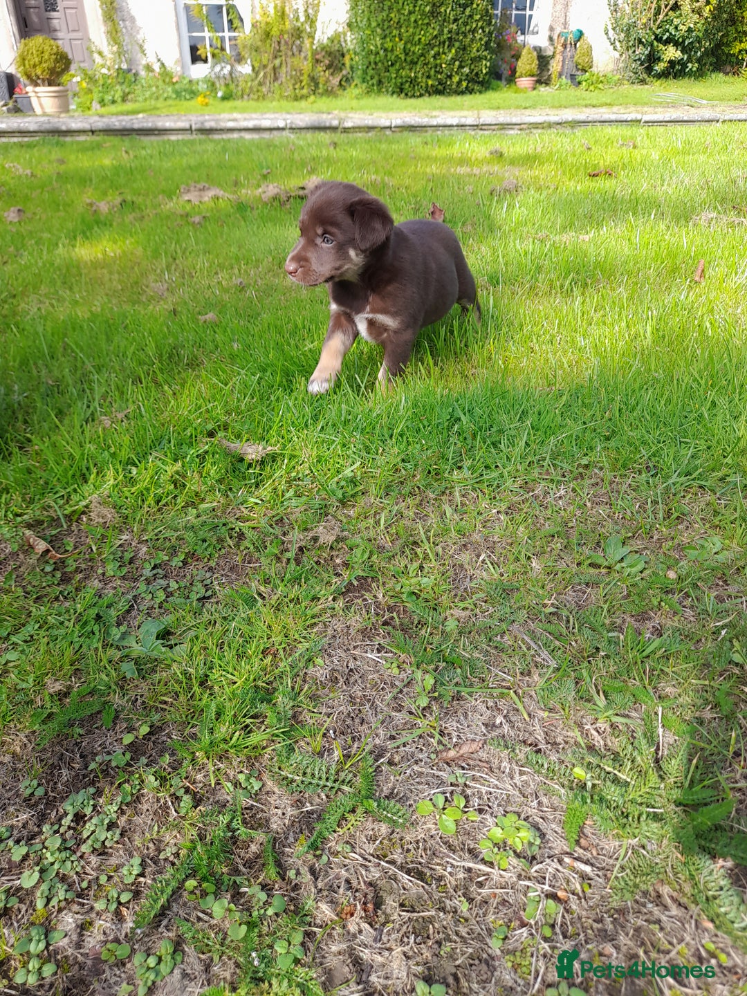 Mixed Breed dogs for sale: 3 female pups Border collie × Kelpie  - Image 12