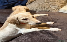 Saluki dogs for sale: Saluki  - Image 25