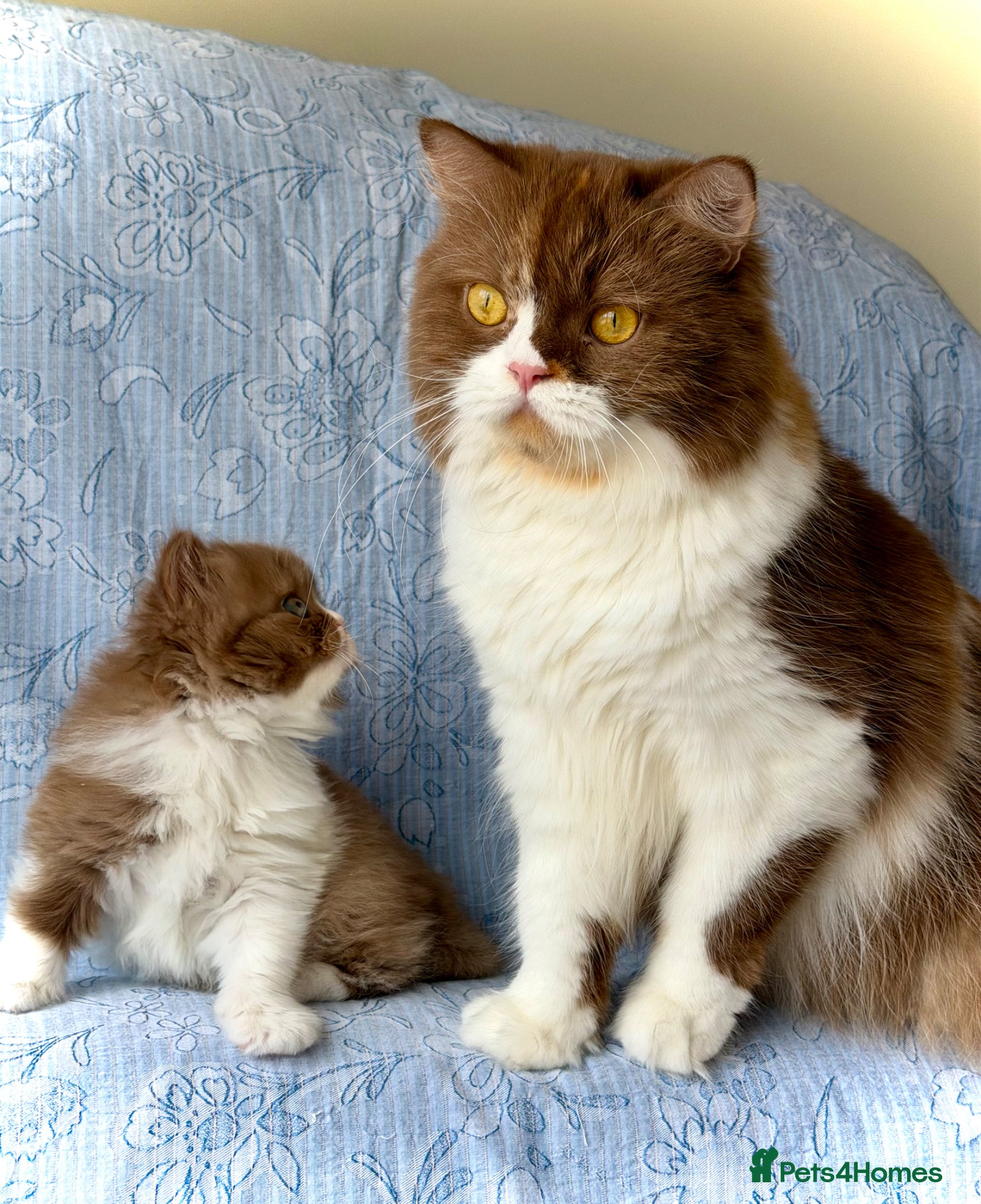 British Longhair cats for sale: Beautiful Cinnamon girls TICA registered  - Advert 1
