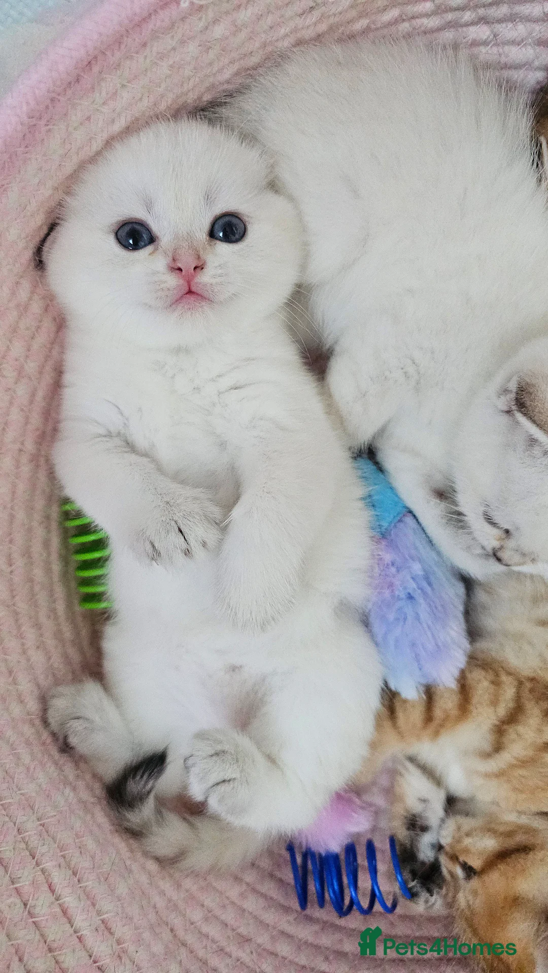 Scottish Fold cats for sale: Tica Registered pedigree kittens  - Advert 28