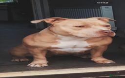 Miniature Bull terrier dogs for sale: Female pocket bully 1 years old  - Image 2