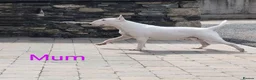 Bull Terrier dogs for sale: Bull terrier pups  - Advert 9
