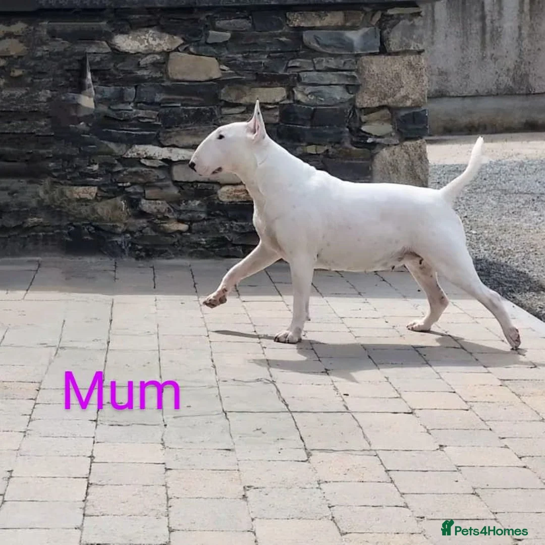 Bull Terrier dogs for sale: Bull terrier pups  - Advert 9