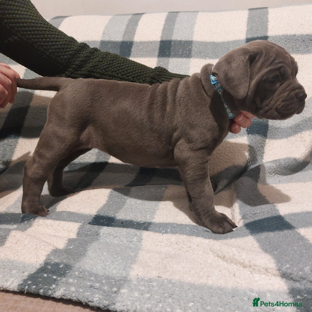 Cane Corso dogs for sale: Cane Corso - Image 7