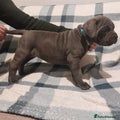 Cane Corso Puppy 10