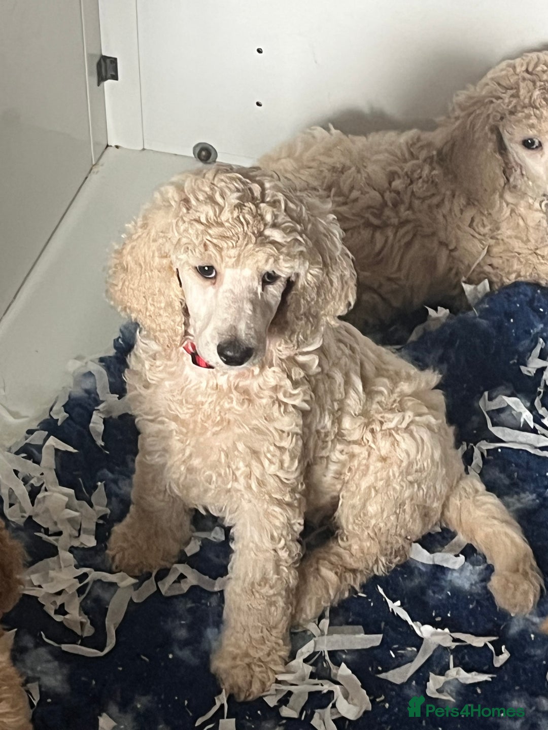 Standard Poodle dogs for sale: one  handsome loving boy available  in Newmarket - Image 11