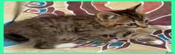 Mixed Breed cats for sale: Beautiful Kittens for sale. - Advert 9