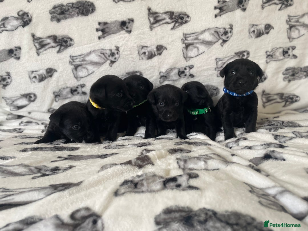 Labrador Retriever dogs for sale: Beautiful Labrador puppy’s  - Advert 8
