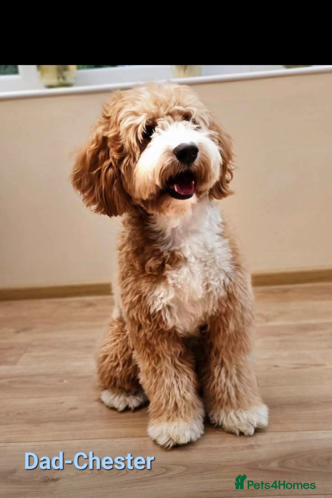 Mixed Breed dogs for sale: Fox Terrier × Australian Labradoodle Pups Sale - Image 24