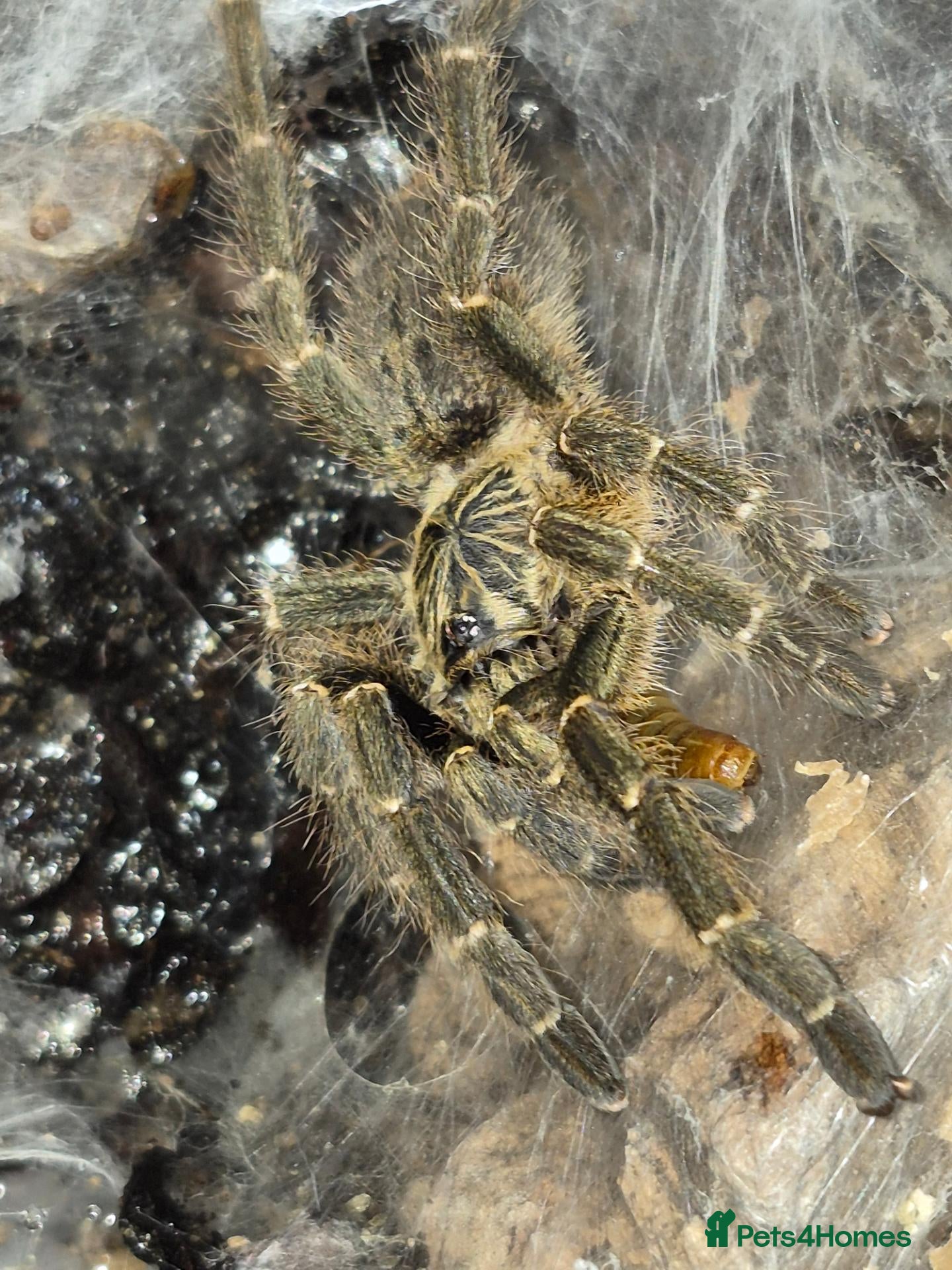 Tarantulas invertebrates MM available x3 - Advert 22