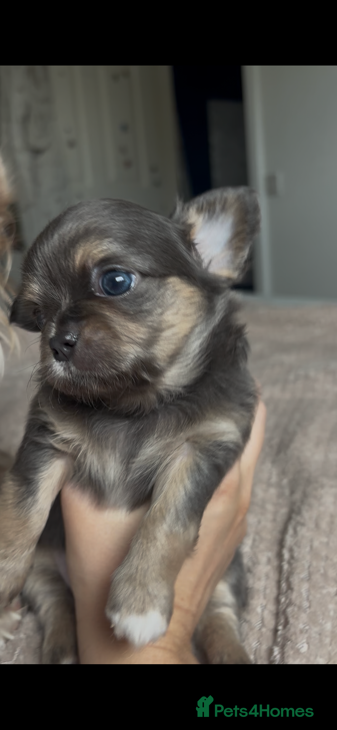 Chihuahua dogs for sale: Chocolate Girl, Blue Boy Longhair Chihuahua  - Image 15