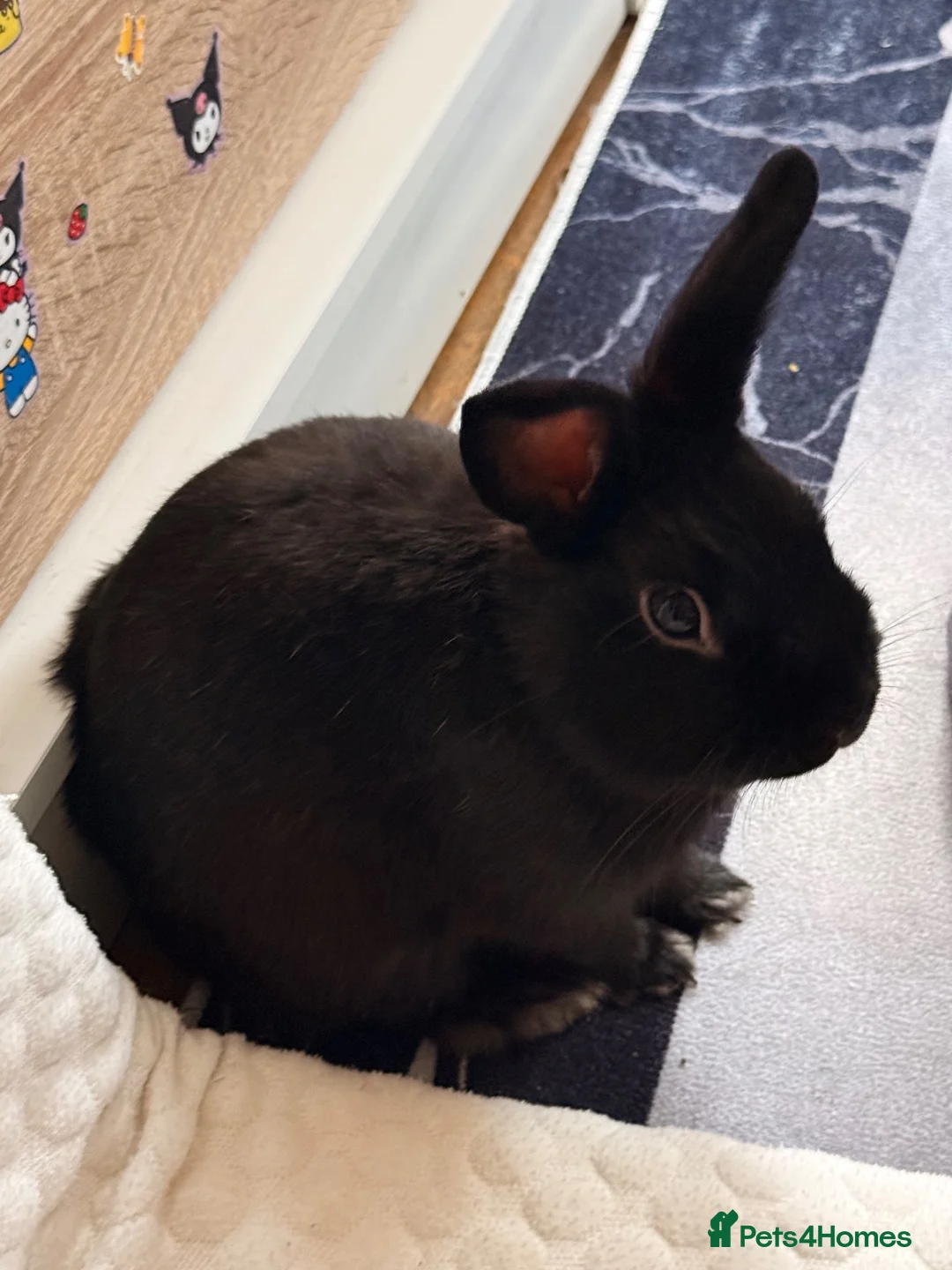 Mixed Breed rabbits for sale: Beautiful Rabbits Looking for Loving Homes 🐰 - Advert 2
