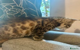 Bengal cats for sale: Bengal cross Maine coon - Image 3
