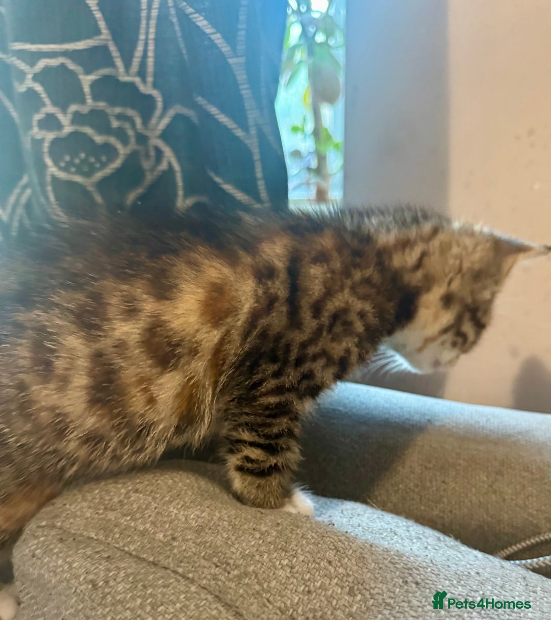 Bengal cats for sale: Bengal cross Maine coon - Image 3