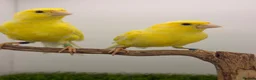 Canaries birds for sale: German rollers canaryes pairs  - Advert 4