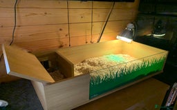 Tortoise reptiles for sale: Marginated Tortoise - Image 4