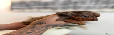 Miniature Dachshund 1