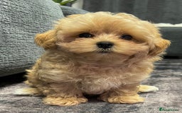 Toy Poodle dogs for sale: 🌟 Stunning Champagne Asian Toy Poodle Boy🌟 - Advert 8