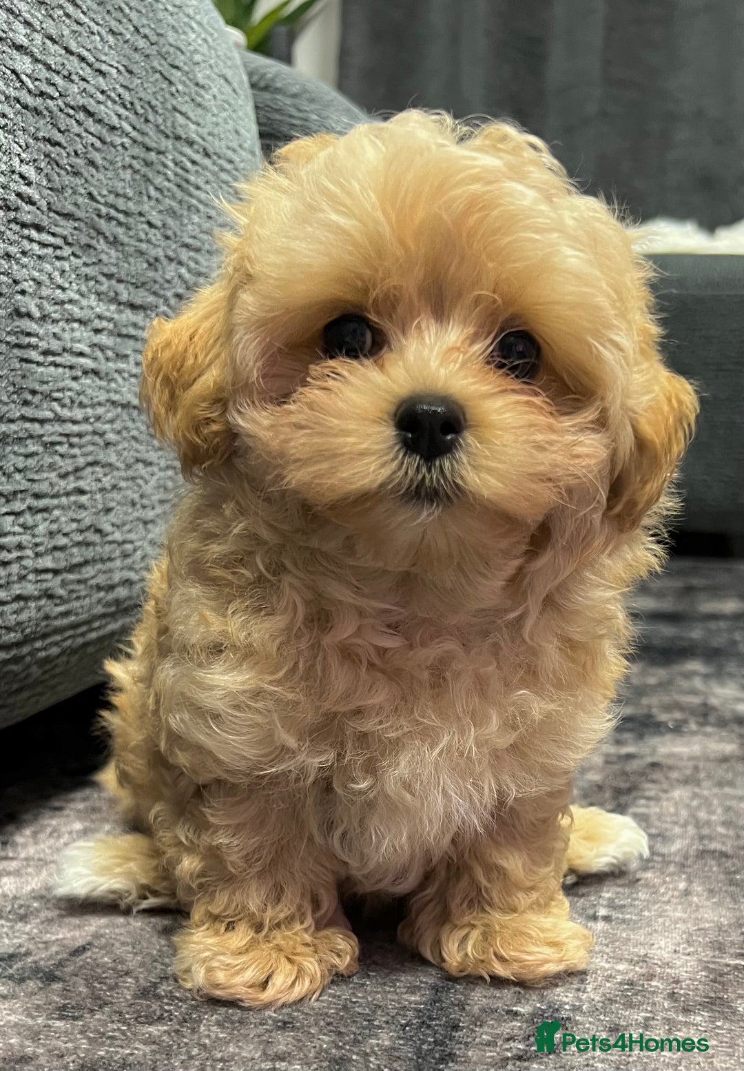 Toy Poodle dogs for sale: 🌟 Stunning Champagne Asian Toy Poodle Boy🌟 - Advert 8