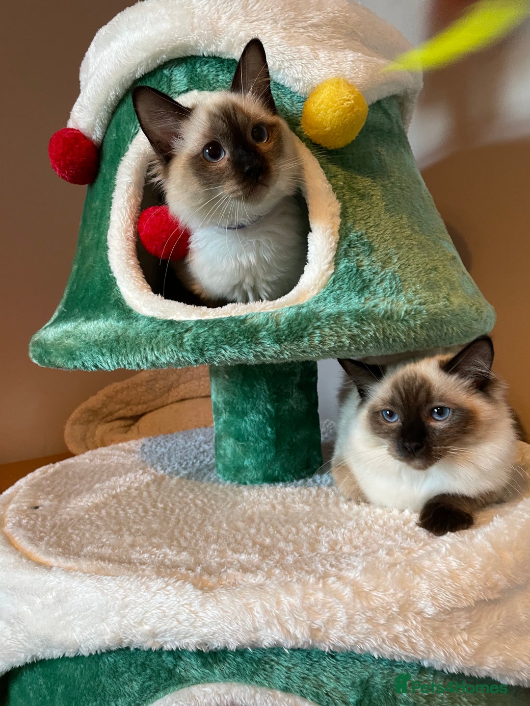 Ragdoll cats for sale: GCCF Ragdoll seal kittens, only 2 boys left - Advert 2